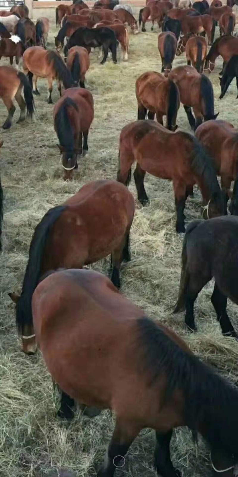 马，肉马。种马，马驹，马苗，