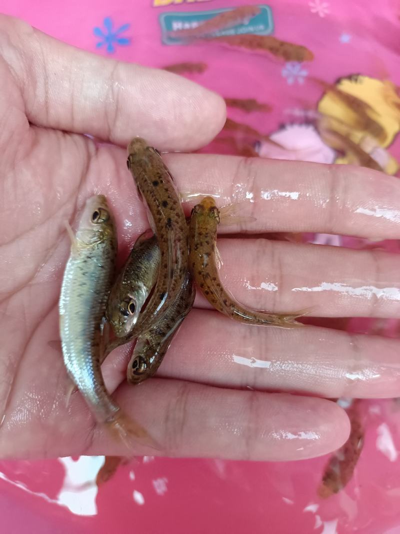 杂交花骨鱼苗，苗场直供保质保量专业水车包送货到塘口。。