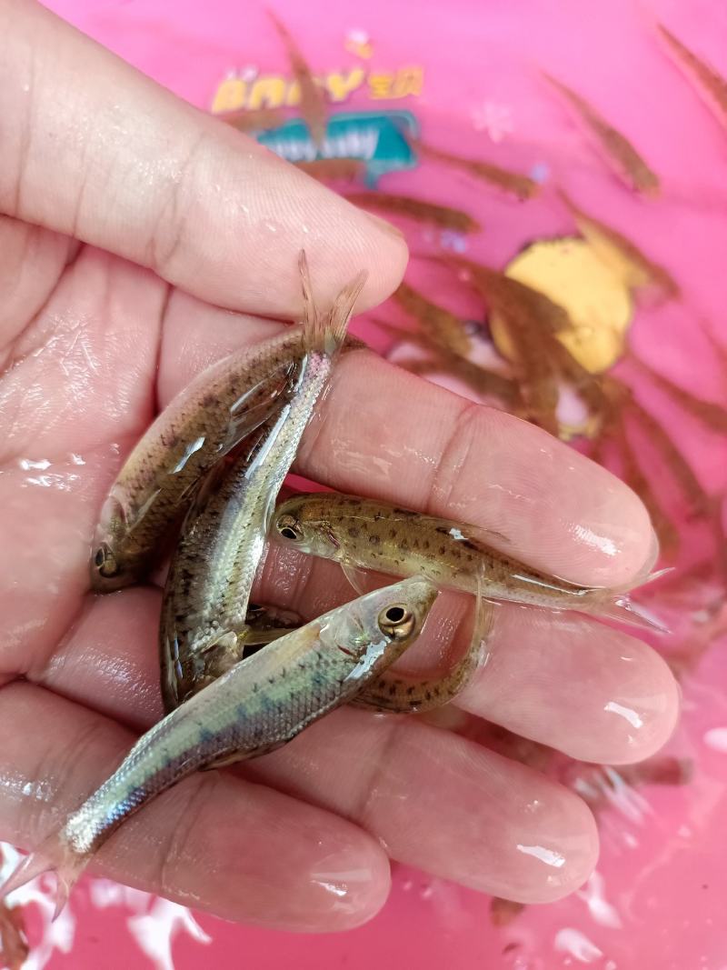 杂交花骨鱼苗，苗场直供保质保量专业水车包送货到塘口。。