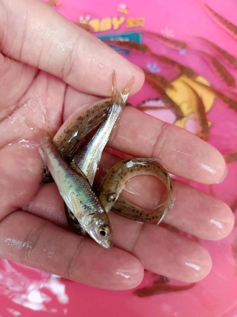 杂交花骨鱼苗，苗场直供保质保量专业水车包送货到塘口。。