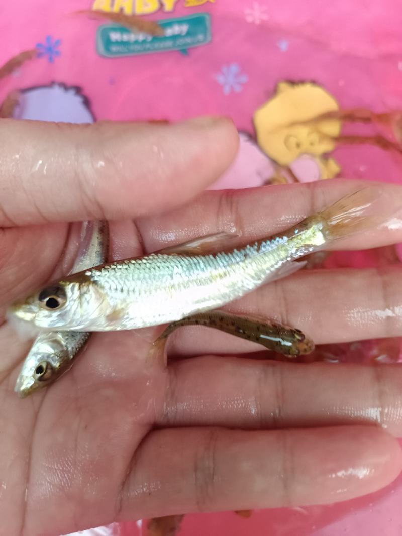 杂交花骨鱼苗，苗场直供保质保量专业水车包送货到塘口。。