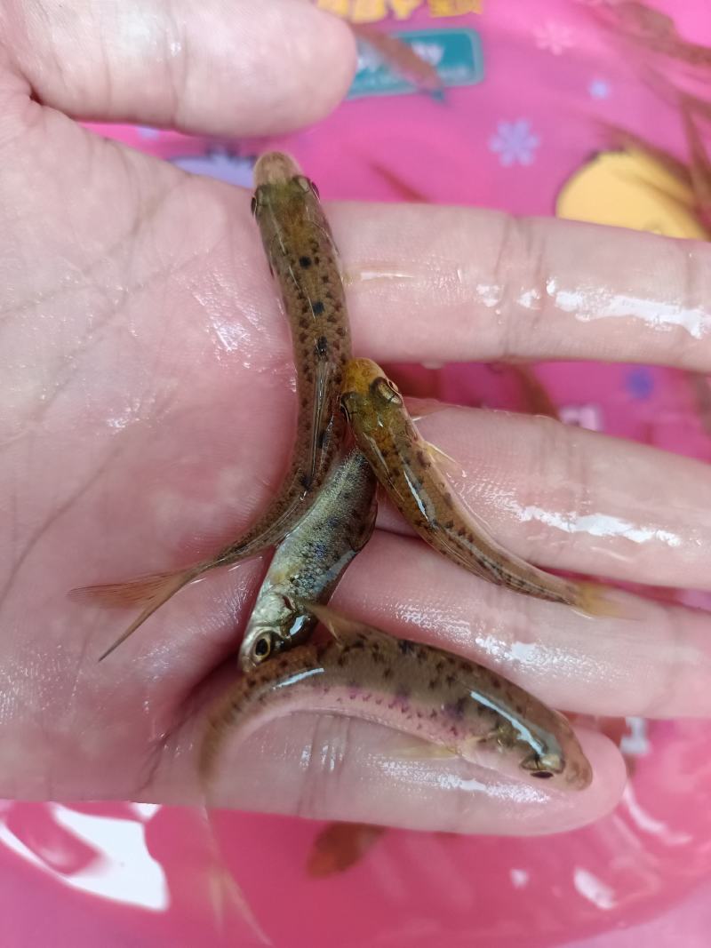 杂交花骨鱼苗，苗场直供保质保量专业水车包送货到塘口。。