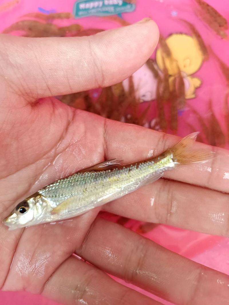 杂交花骨鱼苗，苗场直供保质保量专业水车包送货到塘口。。