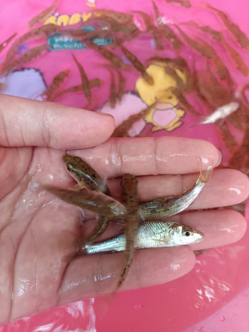 杂交花骨鱼苗，苗场直供保质保量专业水车包送货到塘口。。