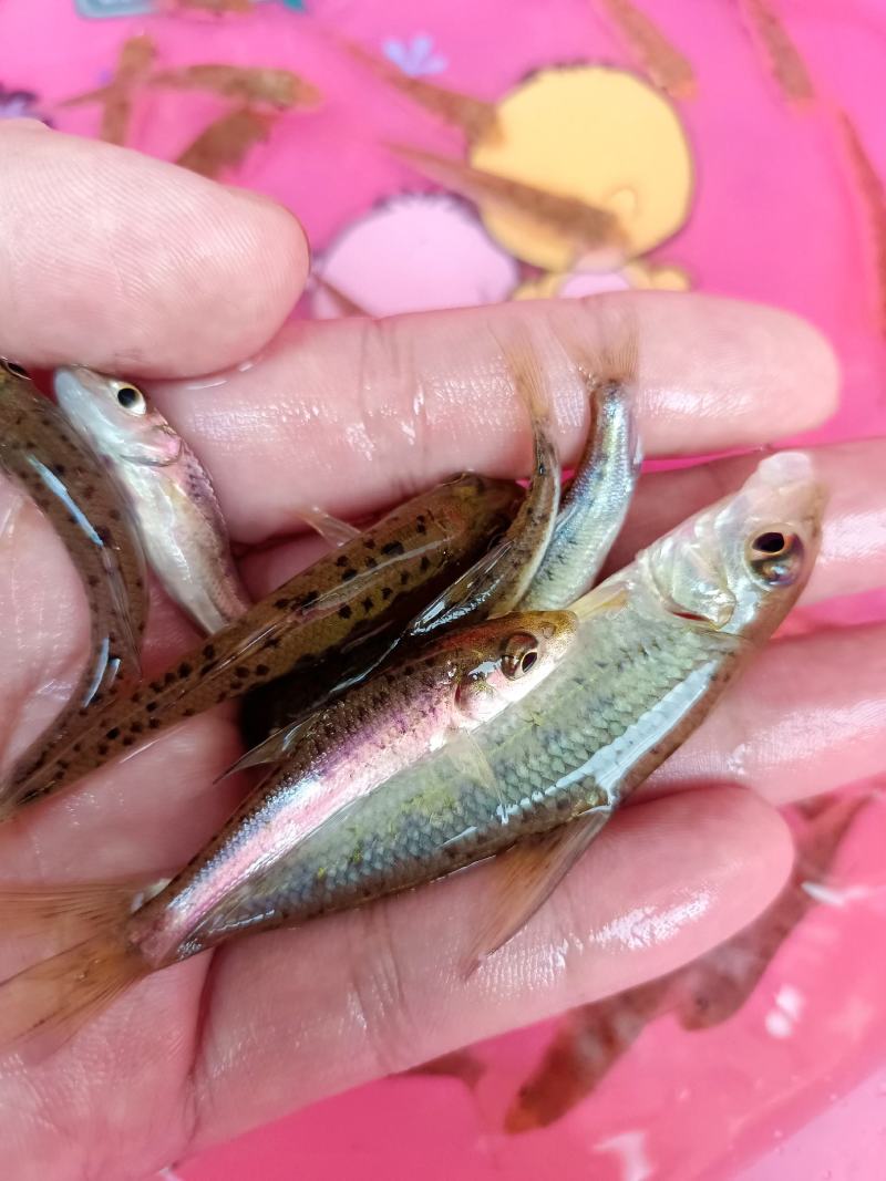 杂交花骨鱼苗，苗场直供保质保量专业水车包送货到塘口。。