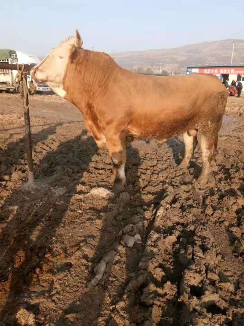 肉牛