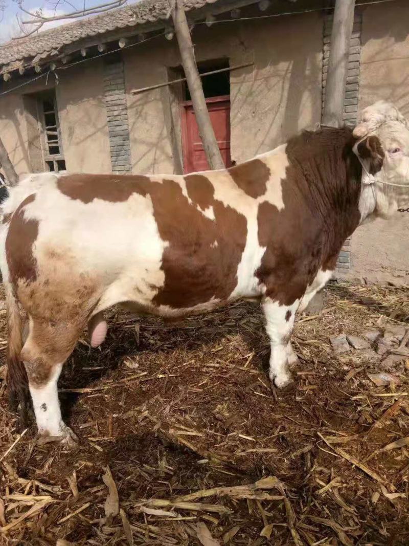 肉牛