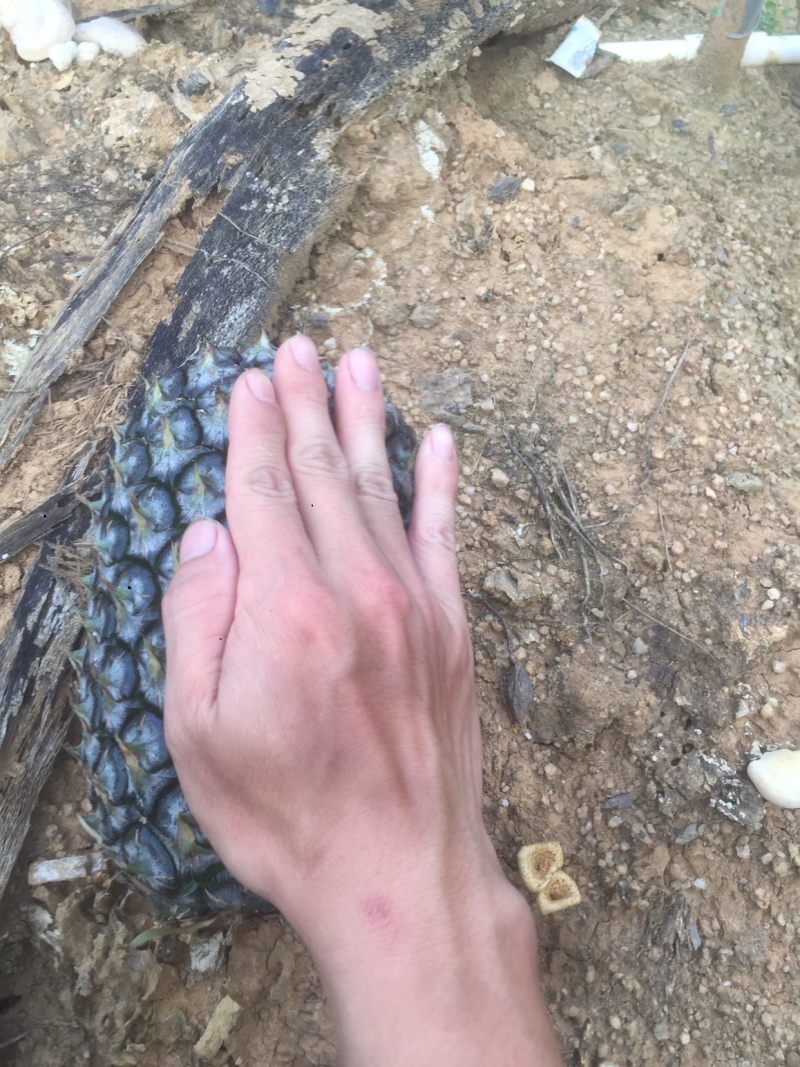 菠萝种亩