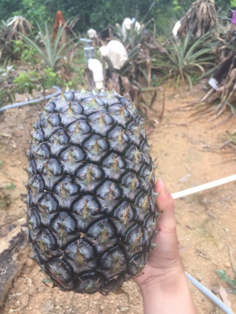 菠萝种亩