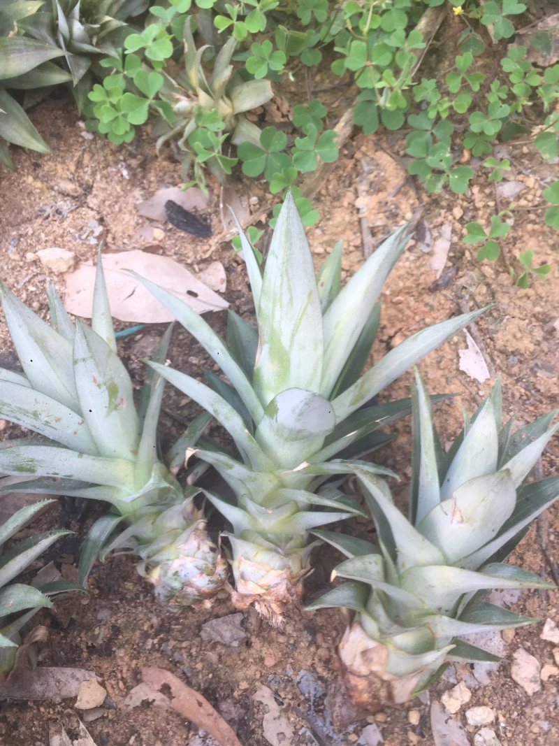 菠萝种亩