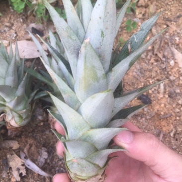 菠萝种亩