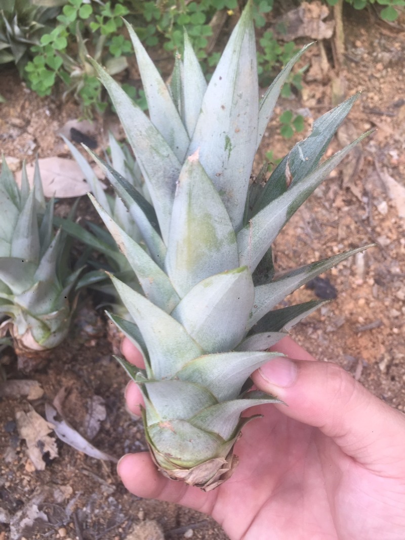 菠萝种亩