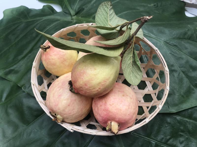 新品种胭脂红番石榴苗香甜软糯四季开花当年结果盆栽红心番石