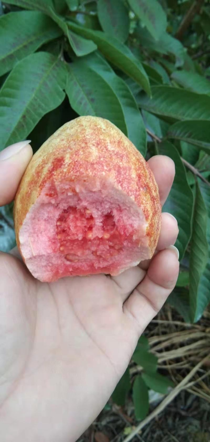 新品种胭脂红番石榴苗香甜软糯四季开花当年结果盆栽红心番石