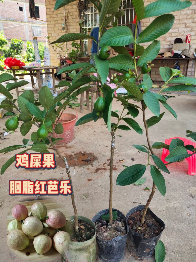 新品种胭脂红番石榴苗香甜软糯四季开花当年结果盆栽红心番石