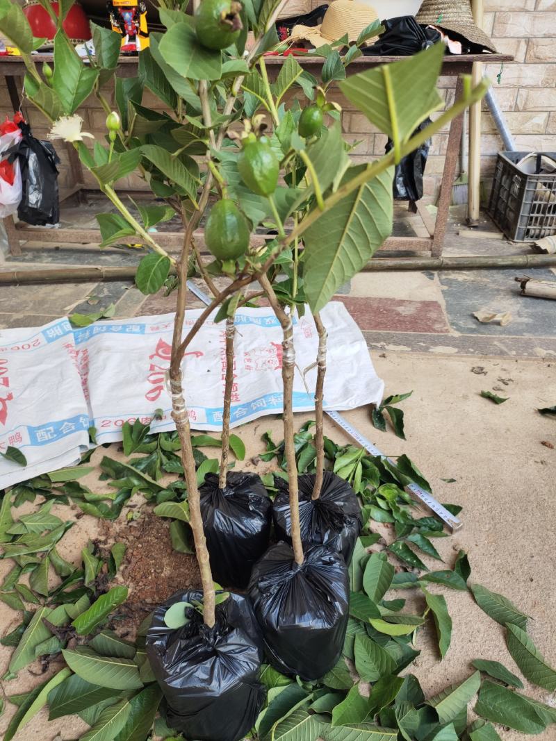 新品种胭脂红番石榴苗香甜软糯四季开花当年结果盆栽红心番石