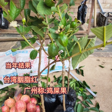 新品种胭脂红番石榴苗香甜软糯四季开花当年结果盆栽红心番石