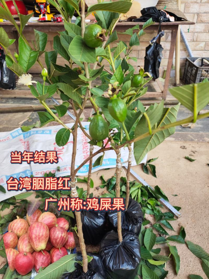 新品种胭脂红番石榴苗香甜软糯四季开花当年结果盆栽红心番石
