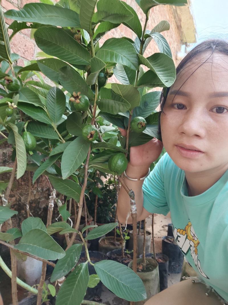 新品种胭脂红番石榴苗香甜软糯四季开花当年结果盆栽红心番石