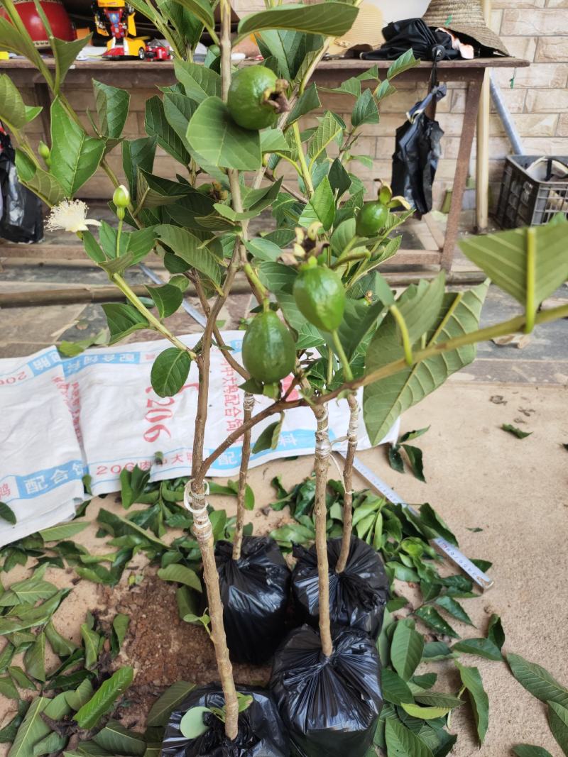新品种胭脂红番石榴苗香甜软糯四季开花当年结果盆栽红心番石