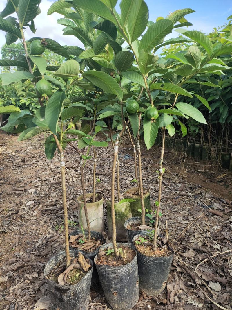 新品种胭脂红番石榴苗香甜软糯四季开花当年结果盆栽红心番石