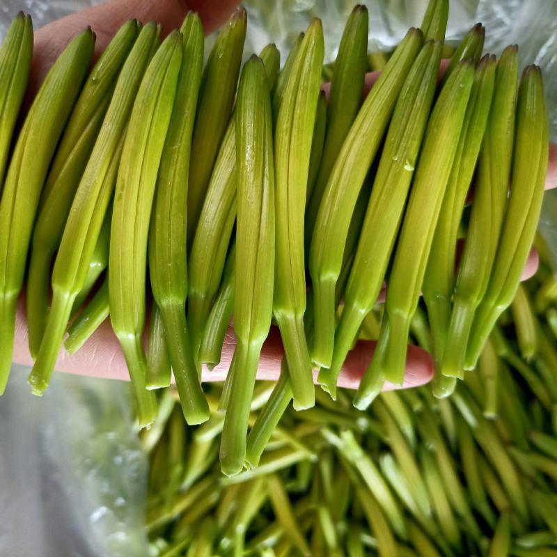 黄花菜