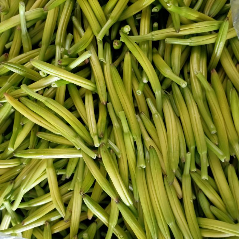 黄花菜