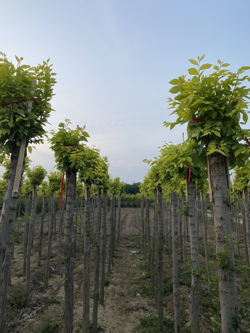 【推荐】河北中华金叶榆基地直供品质保证诚信经营