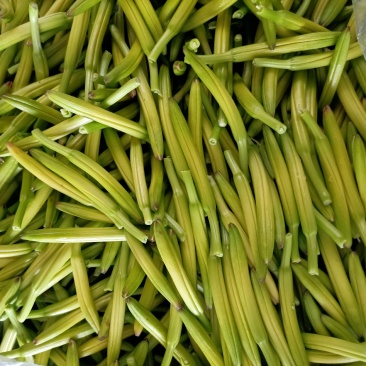 黄花菜