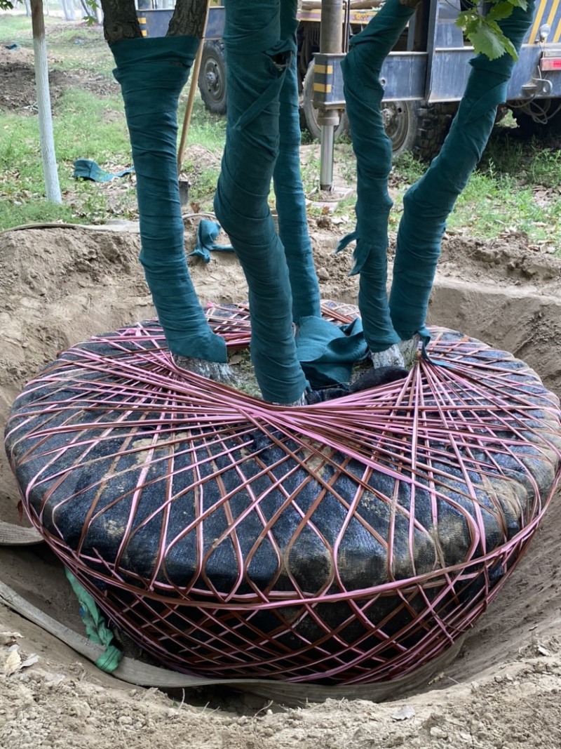 【推荐】河北蒙古栎基地直供品质保证诚信经营