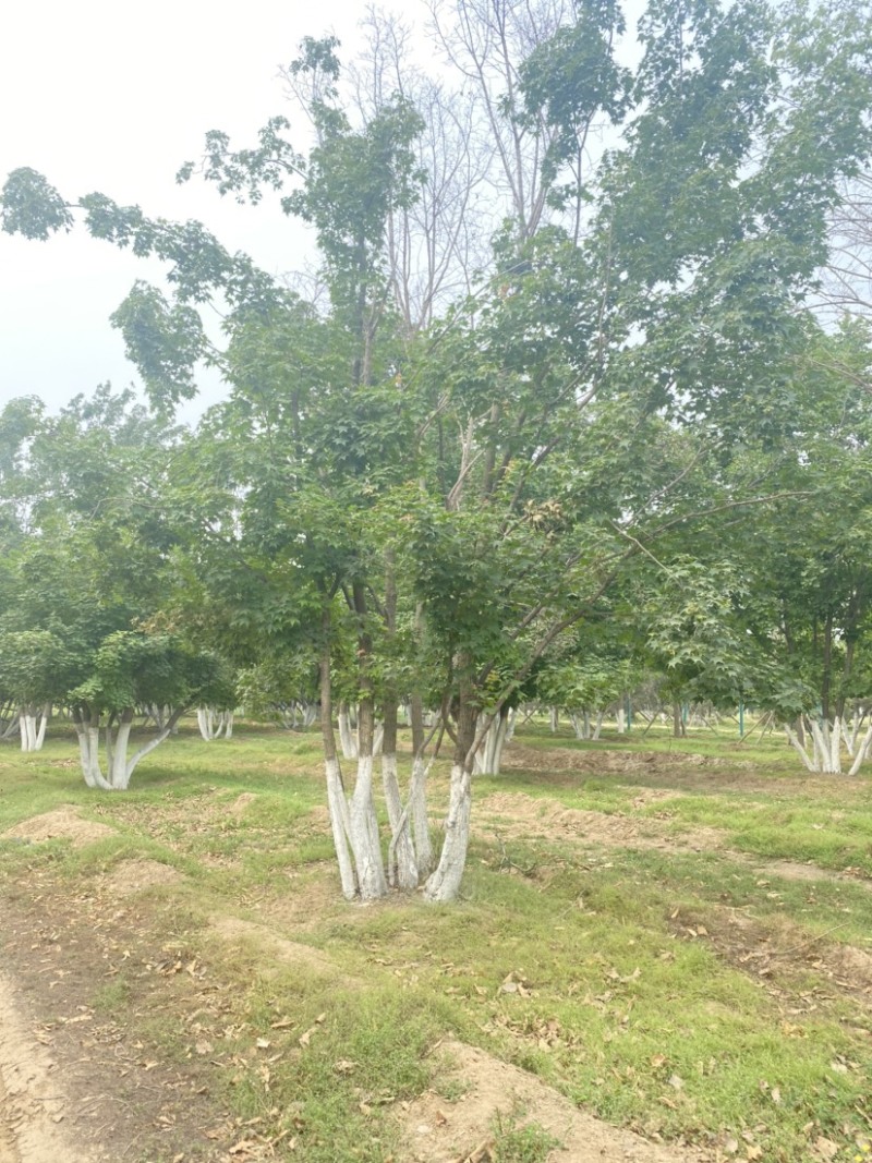 【推荐】河北蒙古栎基地直供品质保证诚信经营