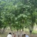 【推荐】河北蒙古栎基地直供品质保证诚信经营