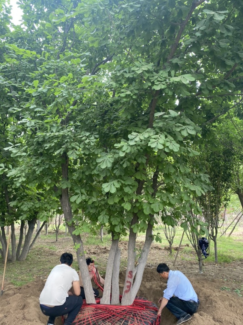 【推荐】河北蒙古栎基地直供品质保证诚信经营