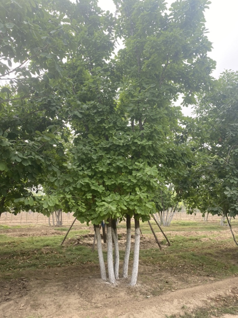 【推荐】河北蒙古栎基地直供品质保证诚信经营