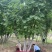 【推荐】河北蒙古栎基地直供品质保证诚信经营