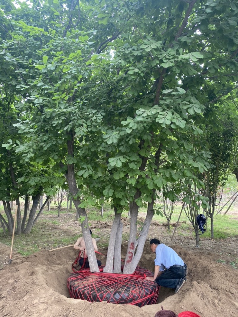【推荐】河北蒙古栎基地直供品质保证诚信经营