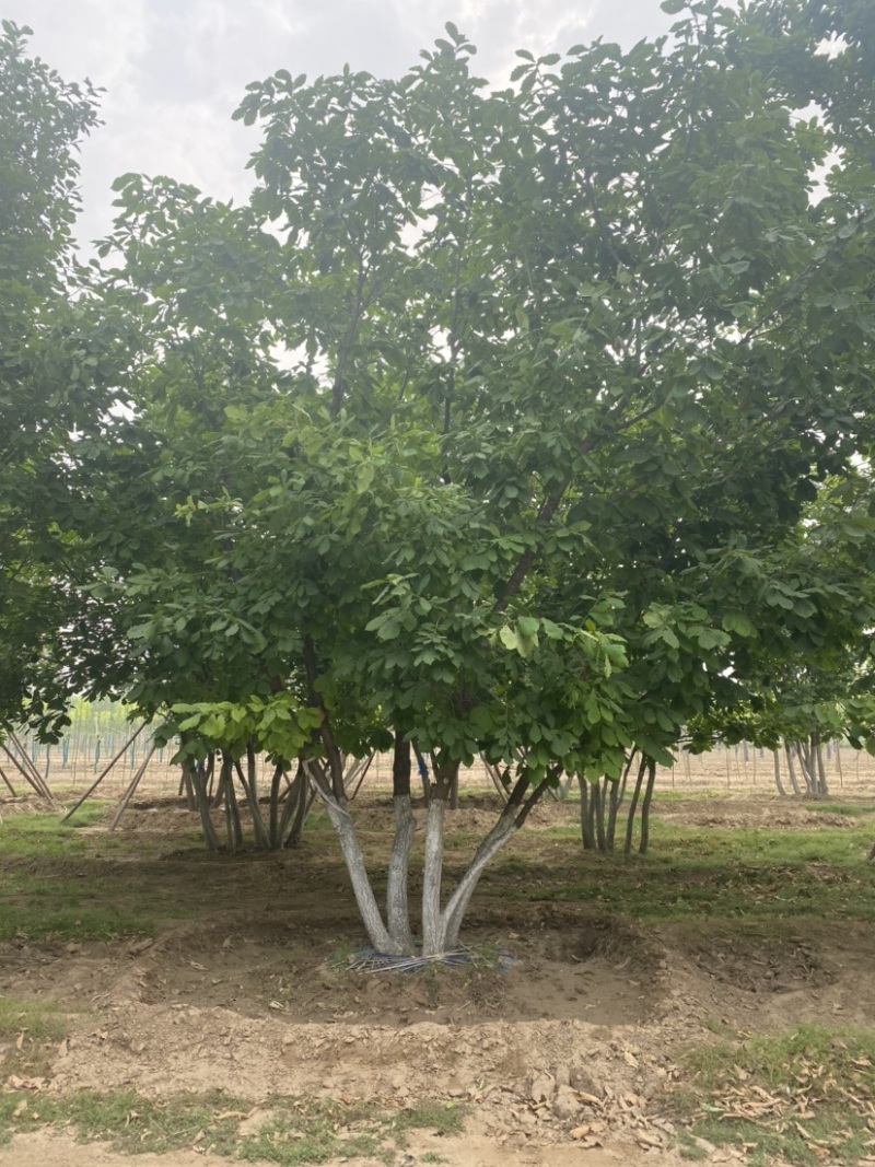 【推荐】河北蒙古栎基地直供品质保证诚信经营
