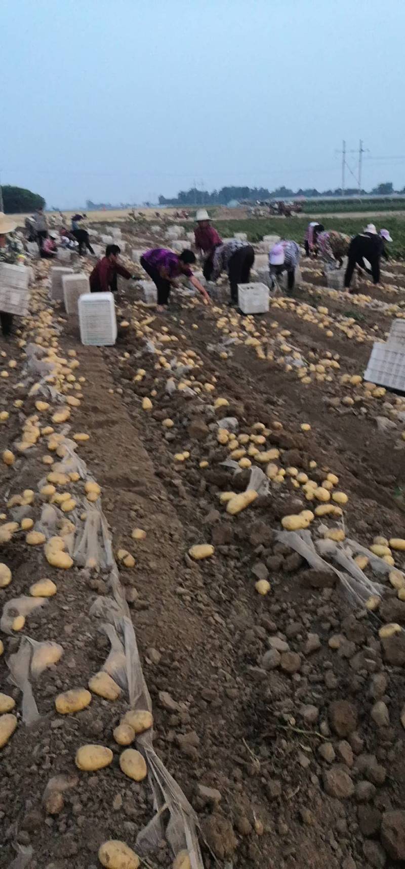荷兰十五土豆