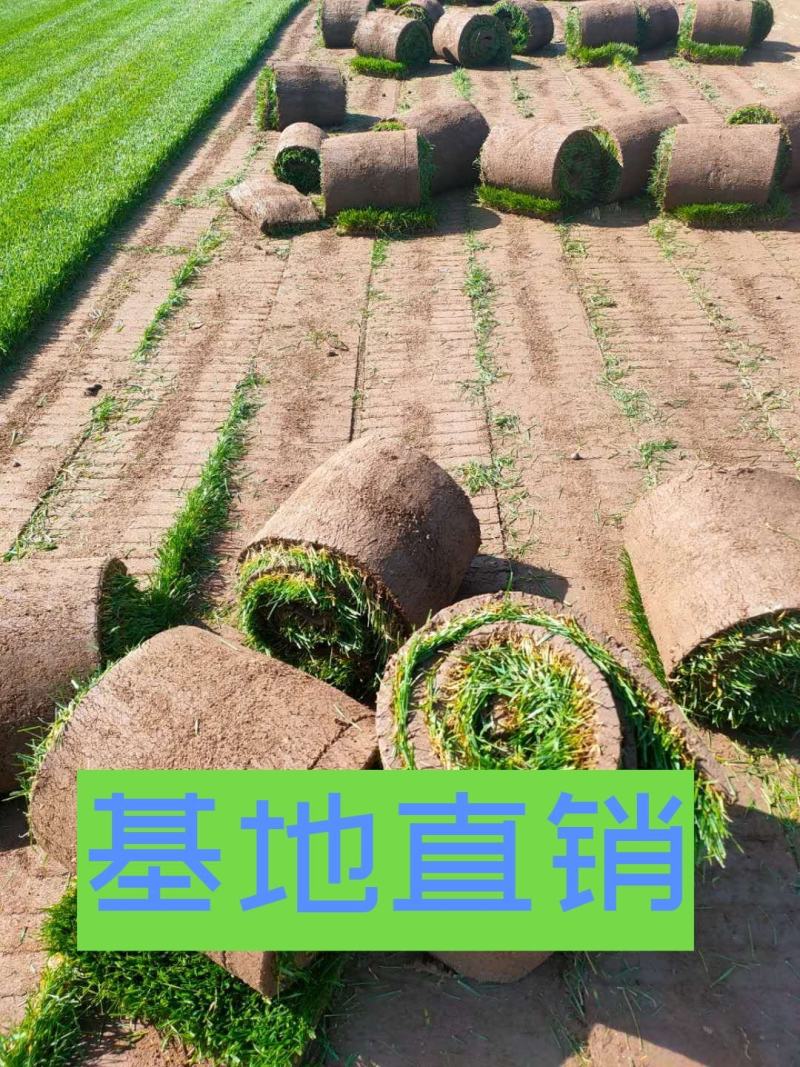 草坪销售绿化草坪北京草坪草坪草皮北京草坪销售