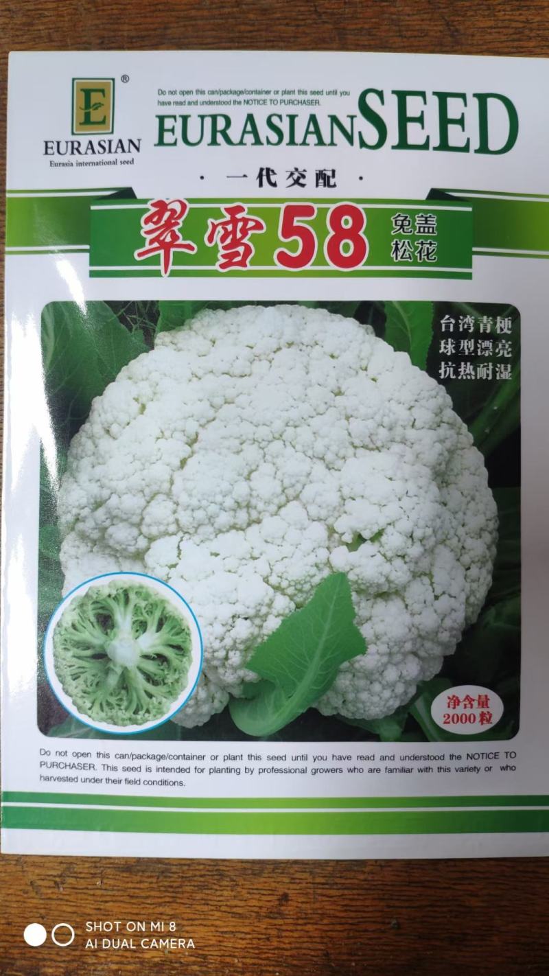 【免盖松花】台湾青梗白花小米粒花球松大花菜厂家直销