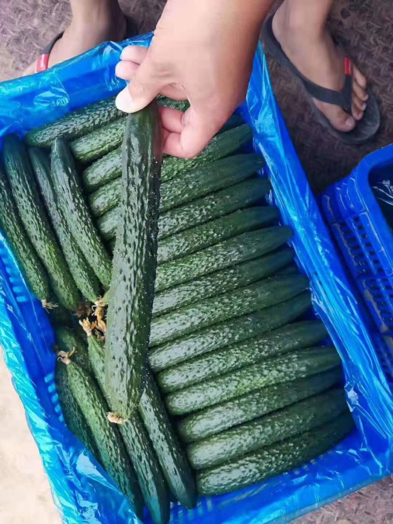 密刺黄瓜，干花带刺.产地直发.货源充足，需要的客户请联系