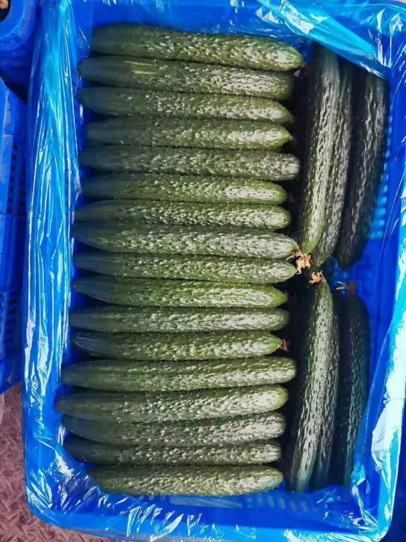 密刺黄瓜，干花带刺.产地直发.货源充足，需要的客户请联系