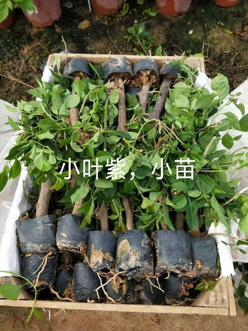 福建漳州三角梅各品种小苗袋苗全国基地直销货源充足