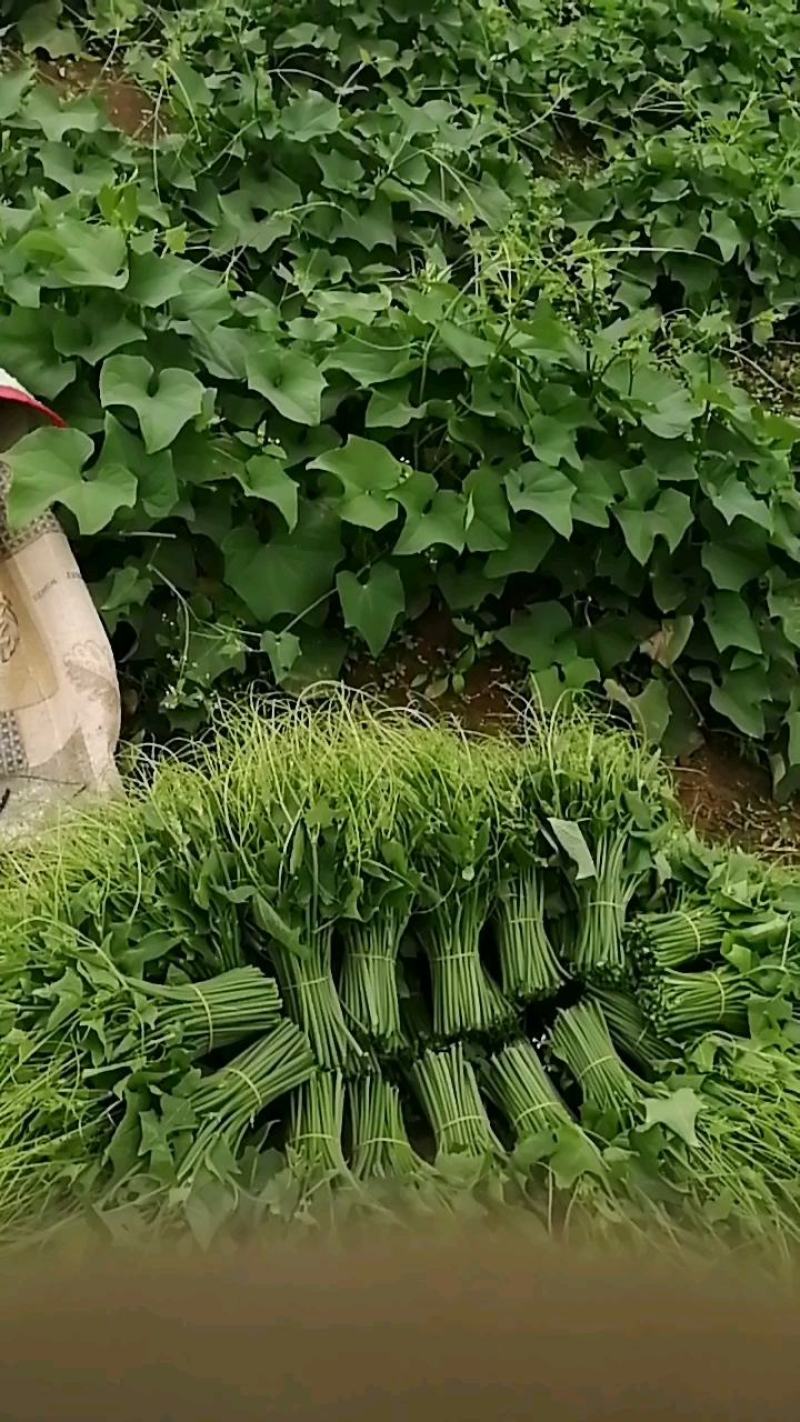 基地一手货，可袋办五千斤同标准的一级货