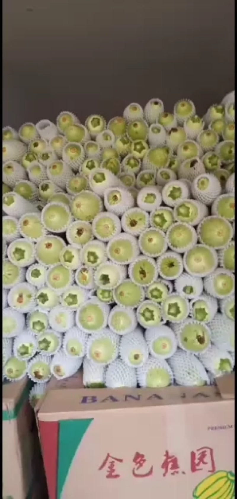 西葫芦