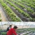 农用种植加厚抗老化黑地膜塑料薄膜除草保温保湿防草大棚果树