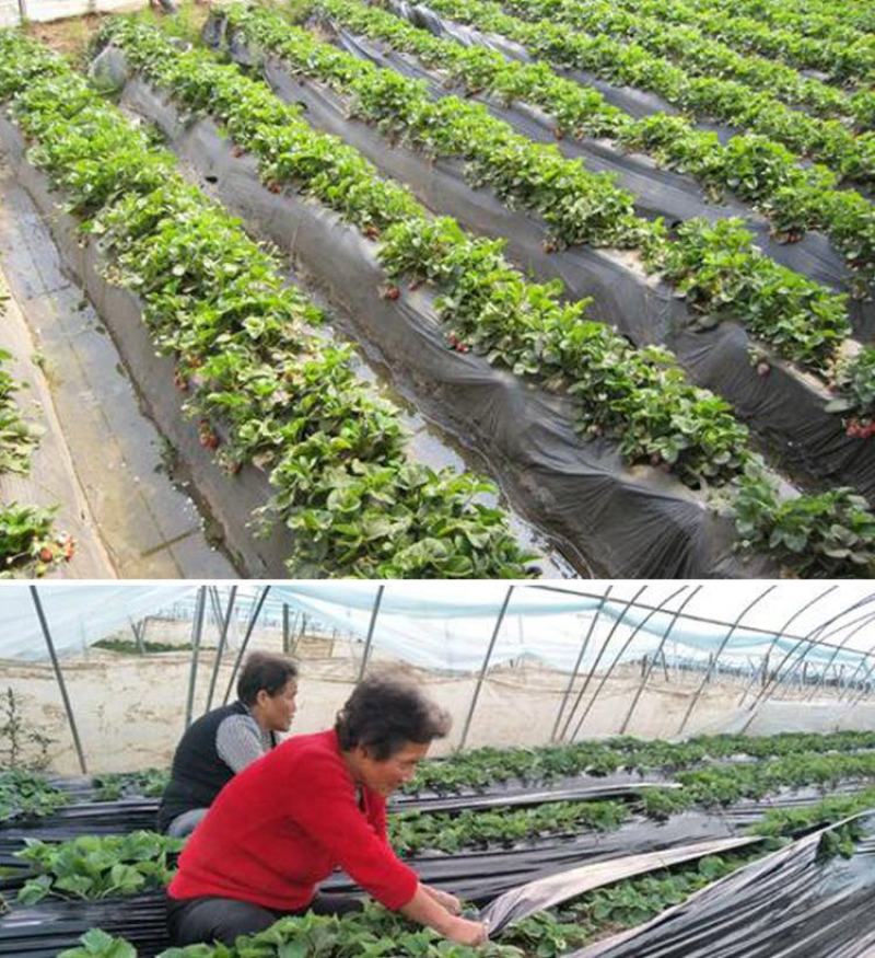 农用种植加厚抗老化黑地膜塑料薄膜除草保温保湿防草大棚果树