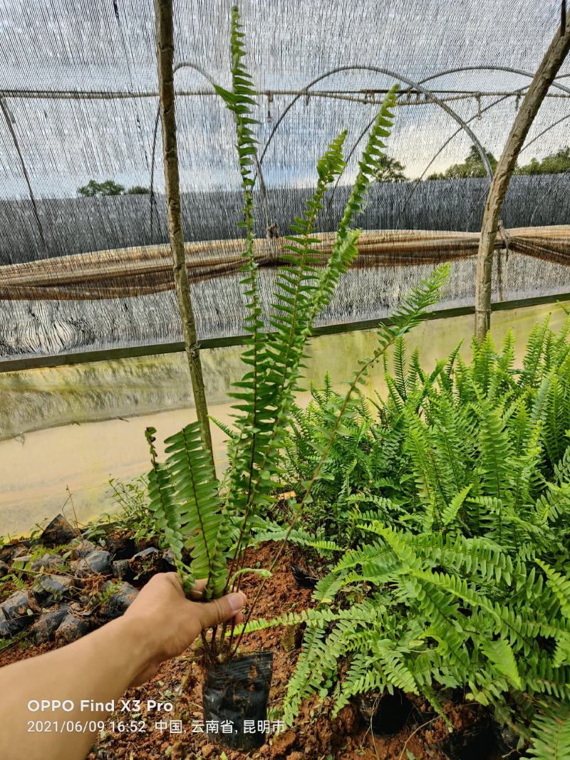 肾蕨