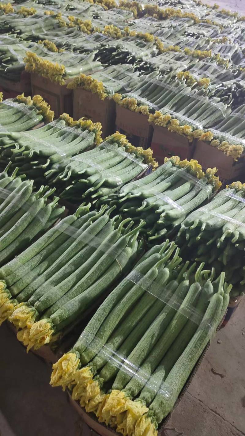 江苏连云港丝瓜鲜花丝瓜，蔬菜产地，北芹蔬菜合作社