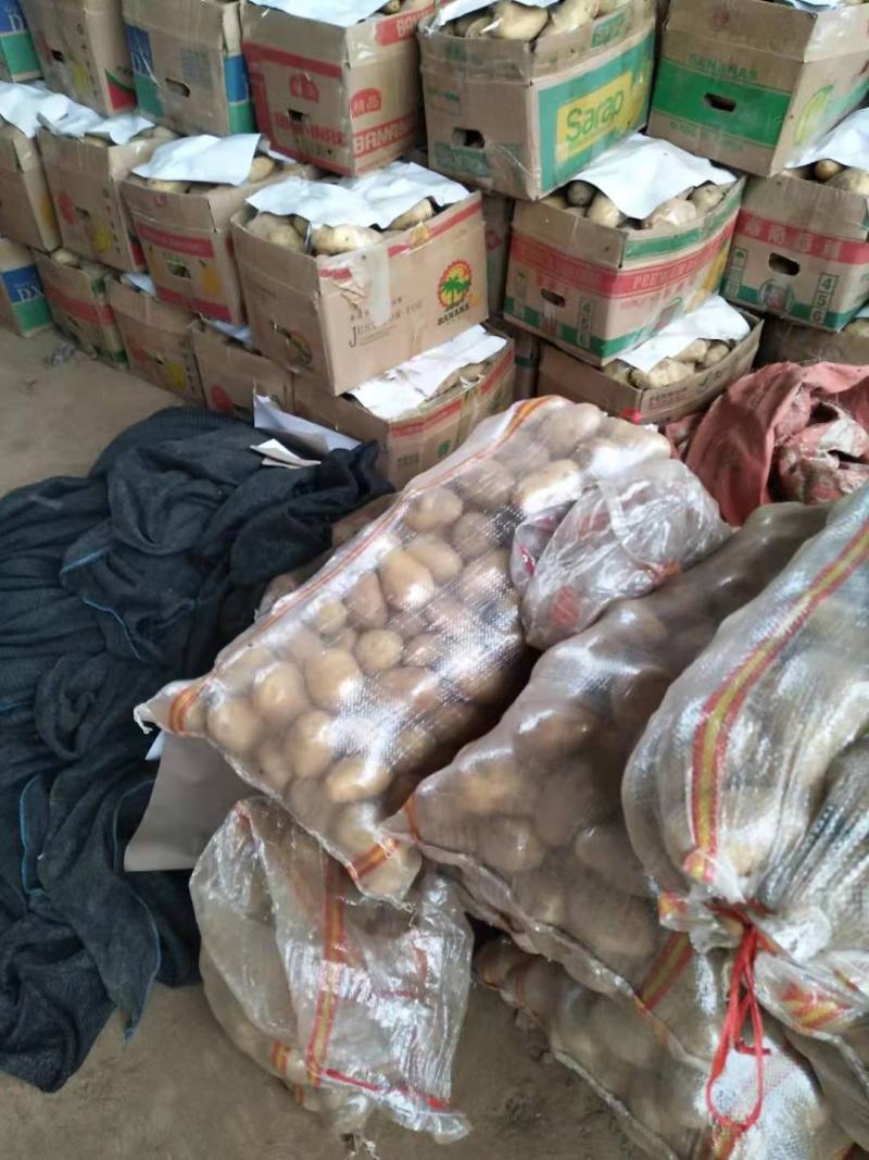 【推荐】荷兰十五土豆黄心黄皮，产地直发代发全国欢迎来电